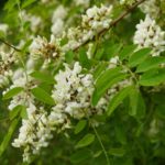 10 et 11 mai 2025 - Week end phytophagique